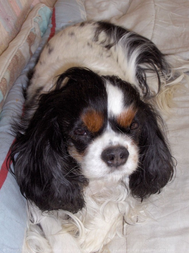 Photo de Cavalier king charles spaniel