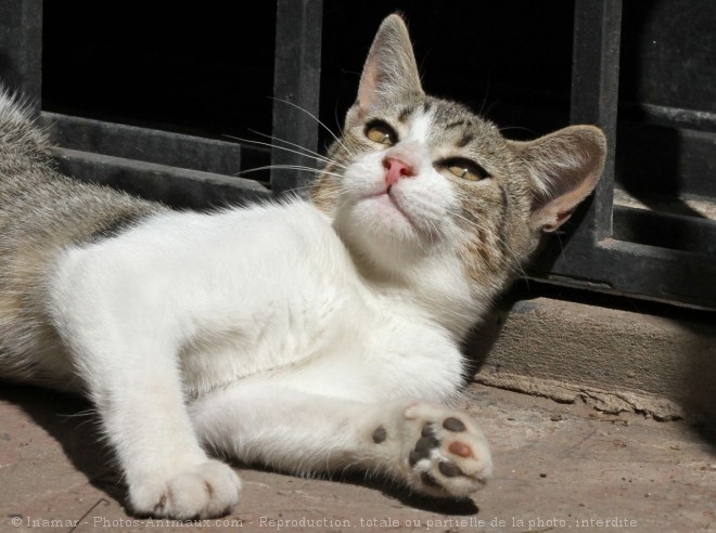 Photo de Chat domestique