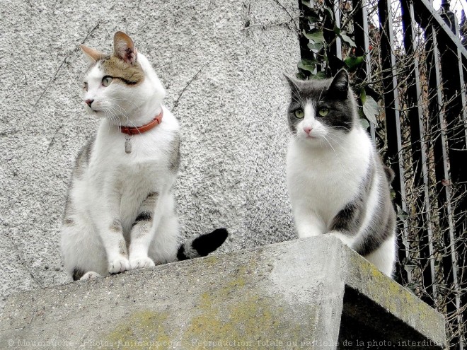 Photo de Chat domestique