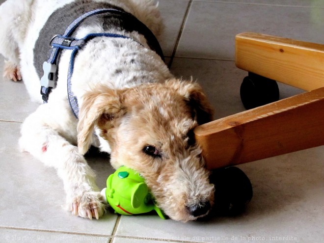 Photo de Fox terrier  poil dur