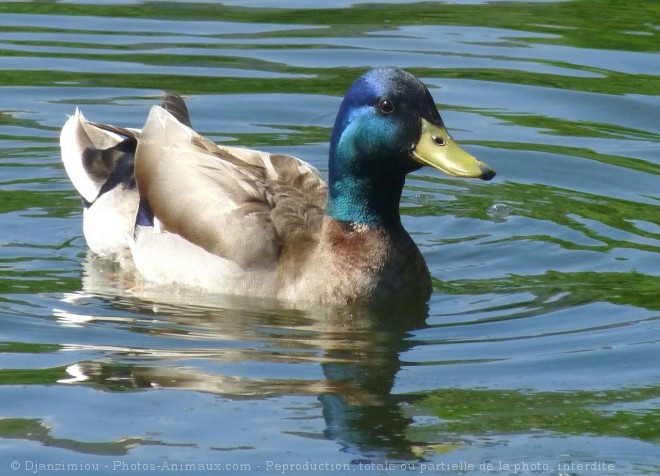 Photo de Canard colvert