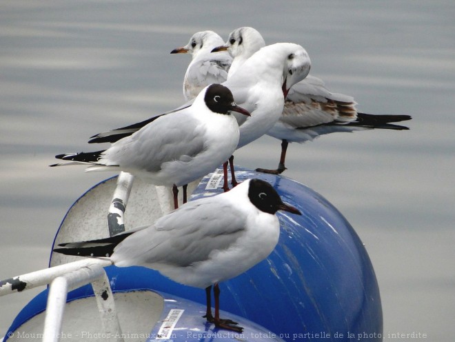 Photo de Mouette