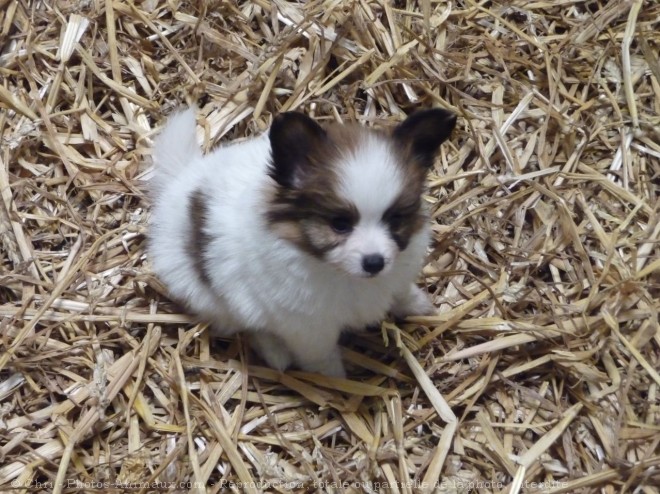 Photo d'Epagneul nain papillon