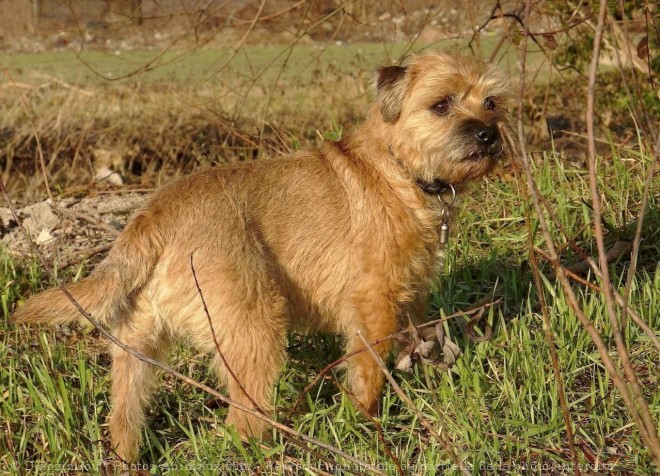 Photo de Border terrier