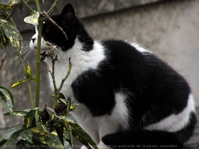 Photo de Chat domestique