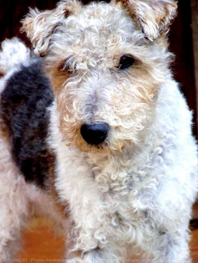 Photo de Fox terrier  poil dur