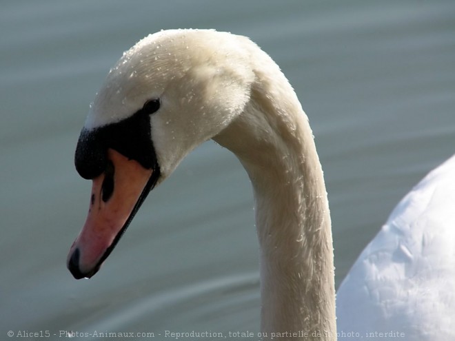 Photo de Cygne