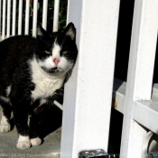 Photo de Chat domestique