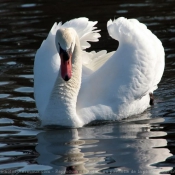 Photo de Cygne