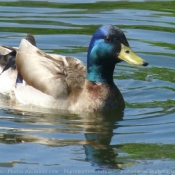 Photo de Canard colvert