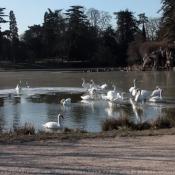 Photo de Cygne