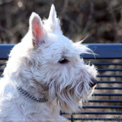 Photo de Scottish terrier