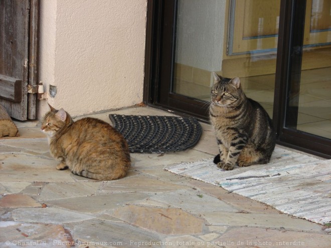 Photo de Chat domestique