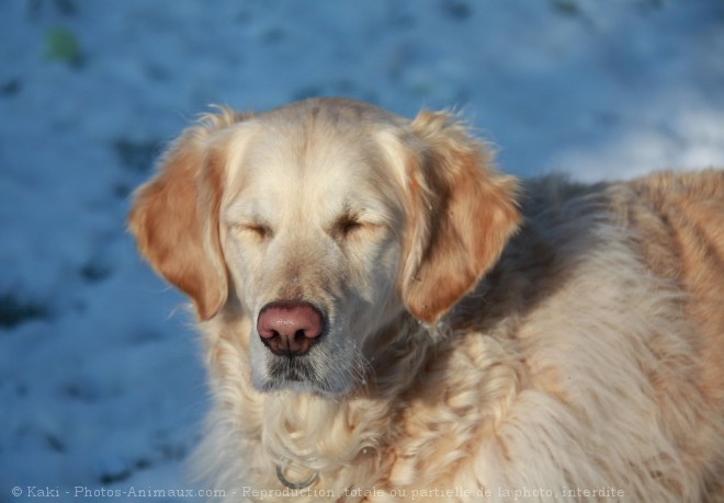 Photo de Golden retriever