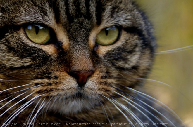 Photo de Chat domestique