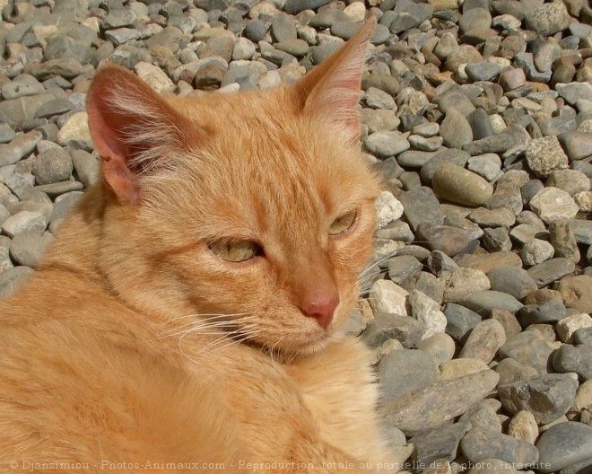 Photo de Chat domestique