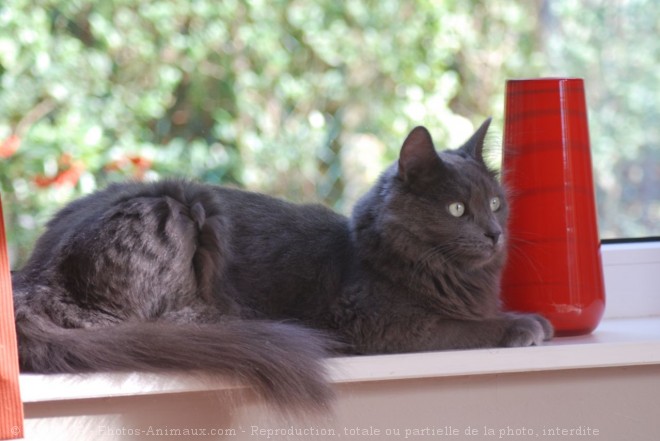 Photo de Nebelung