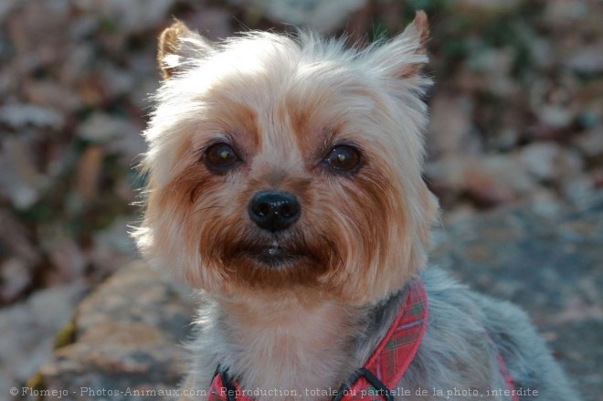 Photo de Yorkshire terrier