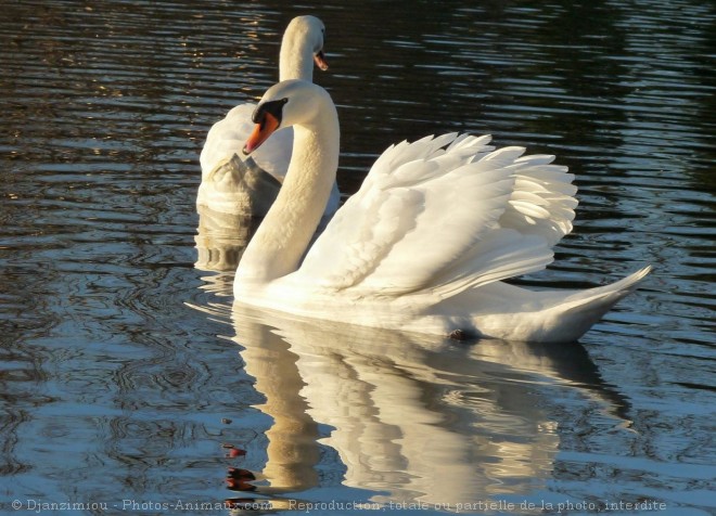 Photo de Cygne