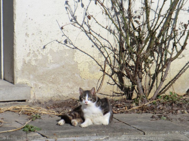 Photo de Chat domestique