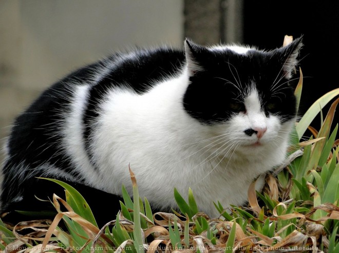 Photo de Chat domestique