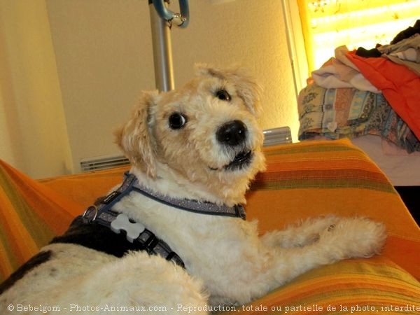 Photo de Fox terrier  poil dur