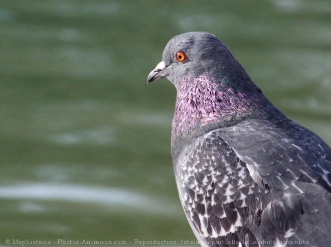 Photo de Pigeon