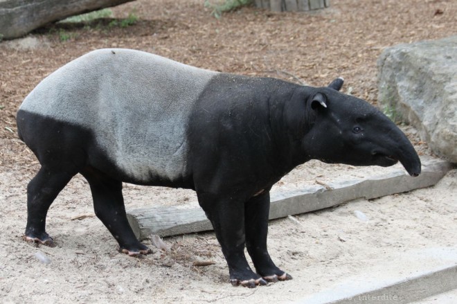 Photo de Tapir