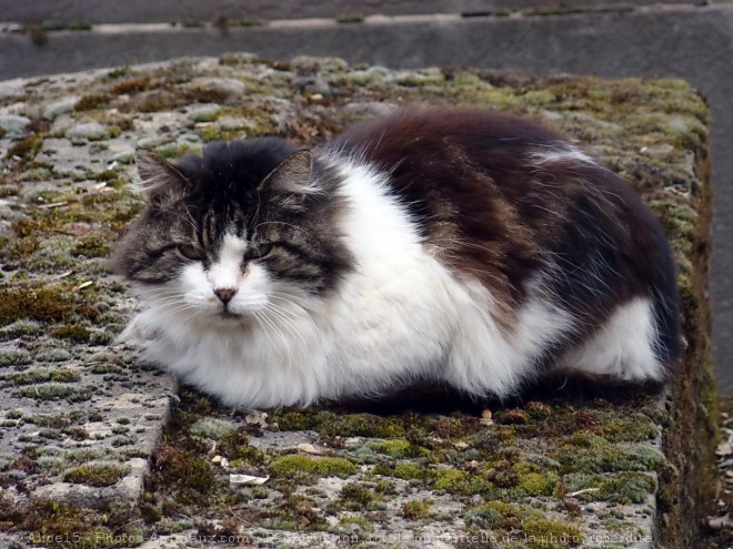 Photo de Chat domestique