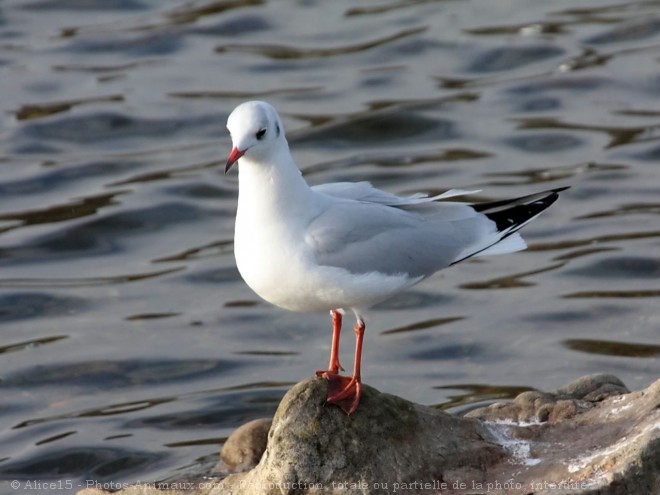 Photo de Mouette