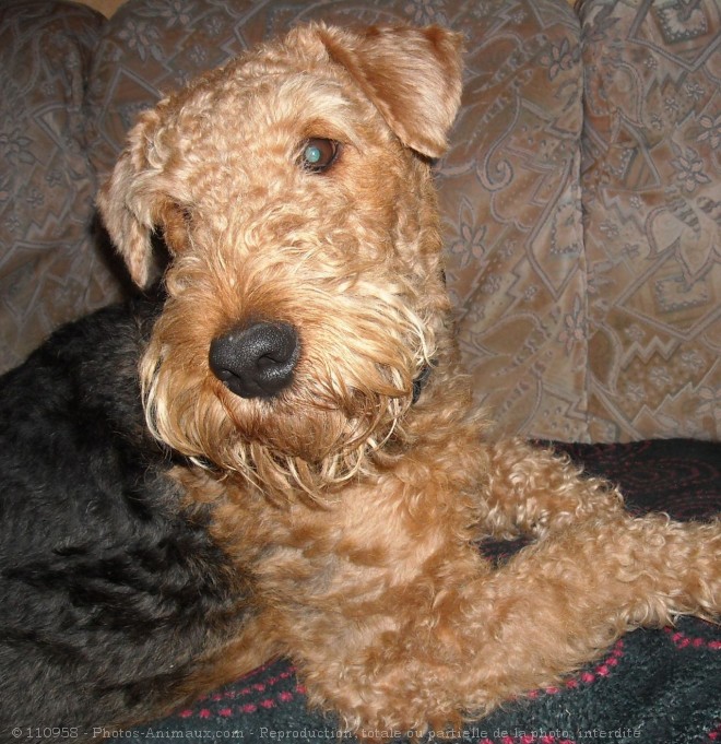 Photo d'Airedale terrier