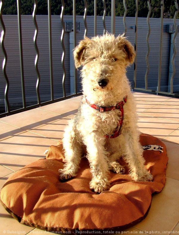 Photo de Fox terrier  poil dur