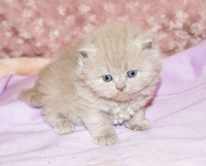 Photo de British longhair