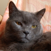 Photo de Chartreux