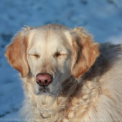 Photo de Golden retriever