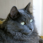 Photo de Nebelung