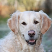 Photo de Golden retriever