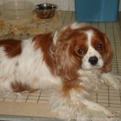 Photo de Cavalier king charles spaniel