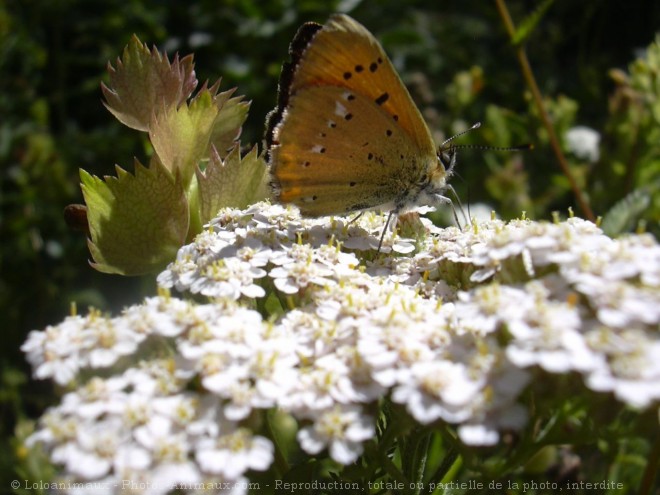 Photo de Papillon