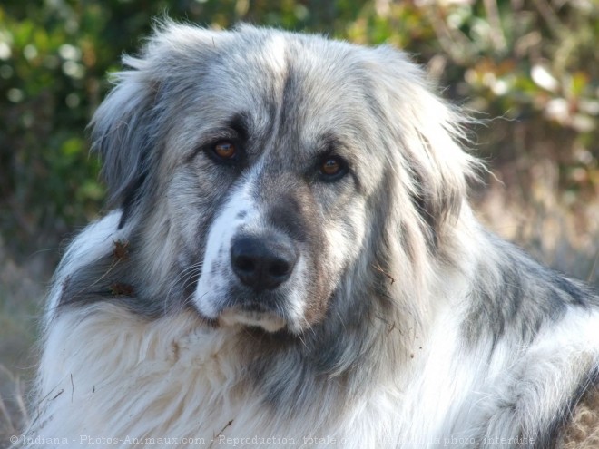 Photo de Chien de montagne des pyrnes