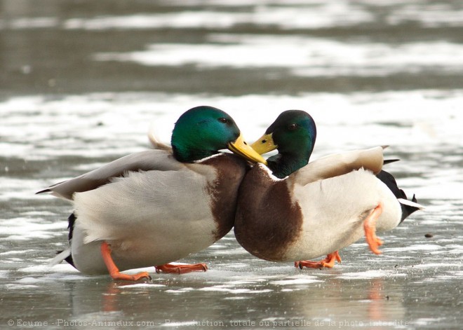 Photo de Canard colvert