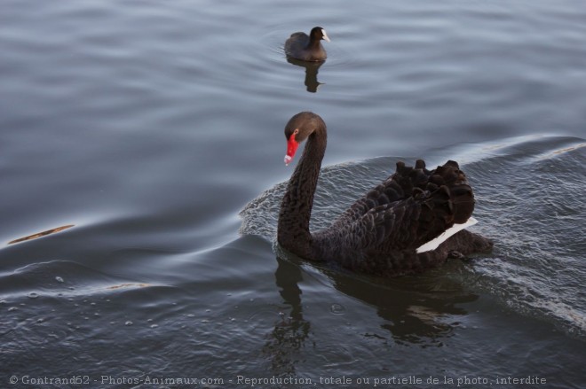 Photo de Cygne