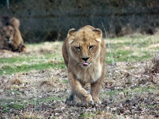 Photo de Lion