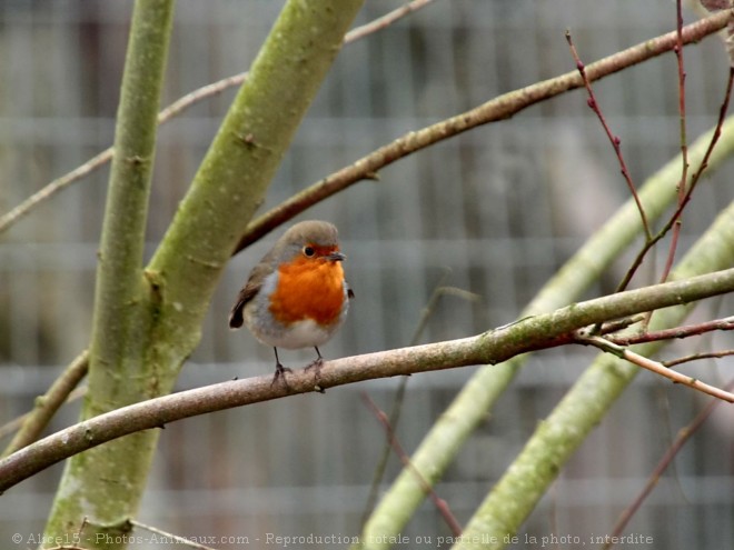 Photo de Rouge gorge