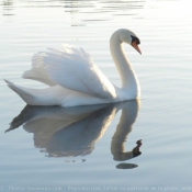 Photo de Cygne