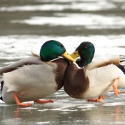 Photo de Canard colvert