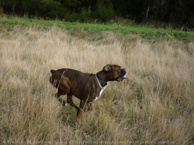 Photo de Boxer