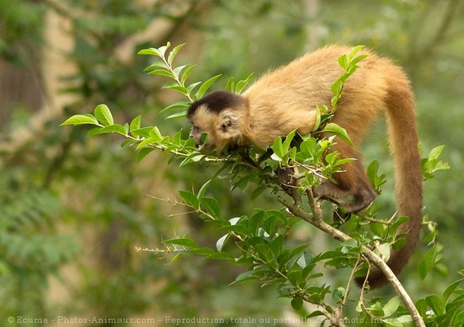 Photo de Singe - capucin