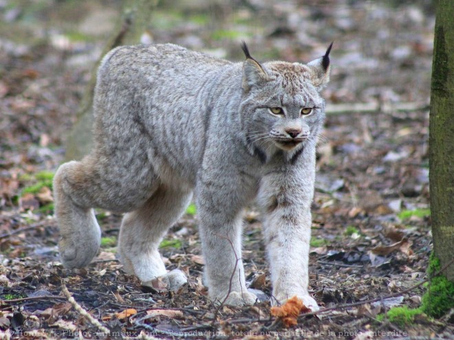 Photo de Lynx