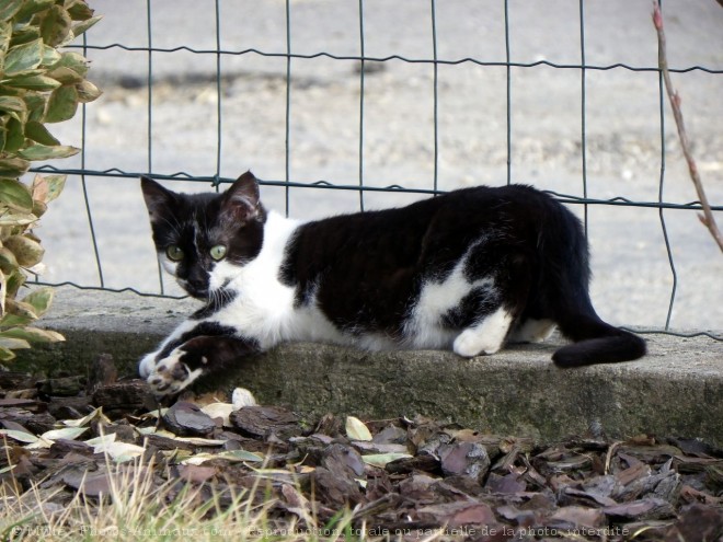 Photo de Chat domestique